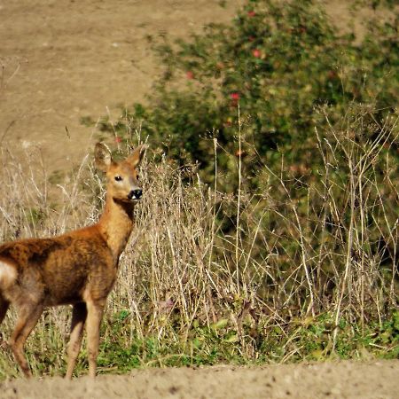 Rekreacne Zariadenie Chmelisko Pruzina Buitenkant foto